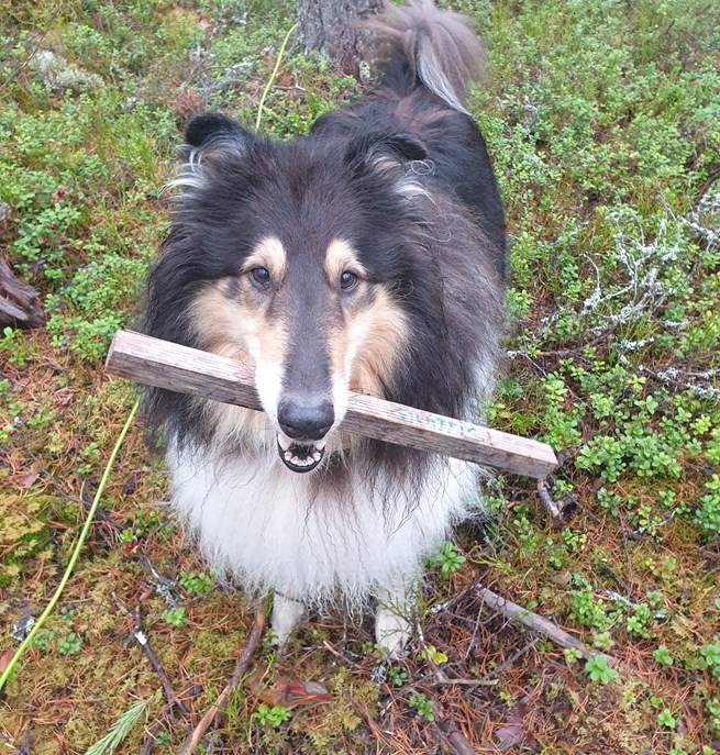Collie med spårpinne i munnen