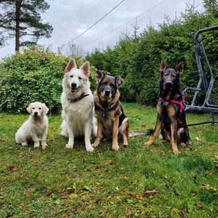Fyra hundar sitter på rad. Golden retriever valp, vit herdehund, blandras, tysk schäferhund.