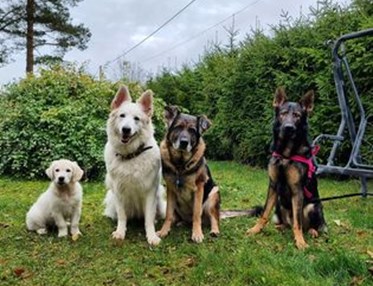 Fyra hundar sitter på rad. Golden retriever valp, vit herdehund, blandras, tysk schäferhund.