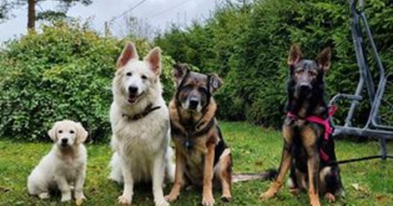 Fyra hundar sitter på rad. Golden retriever valp, vit herdehund, blandras, tysk schäferhund.