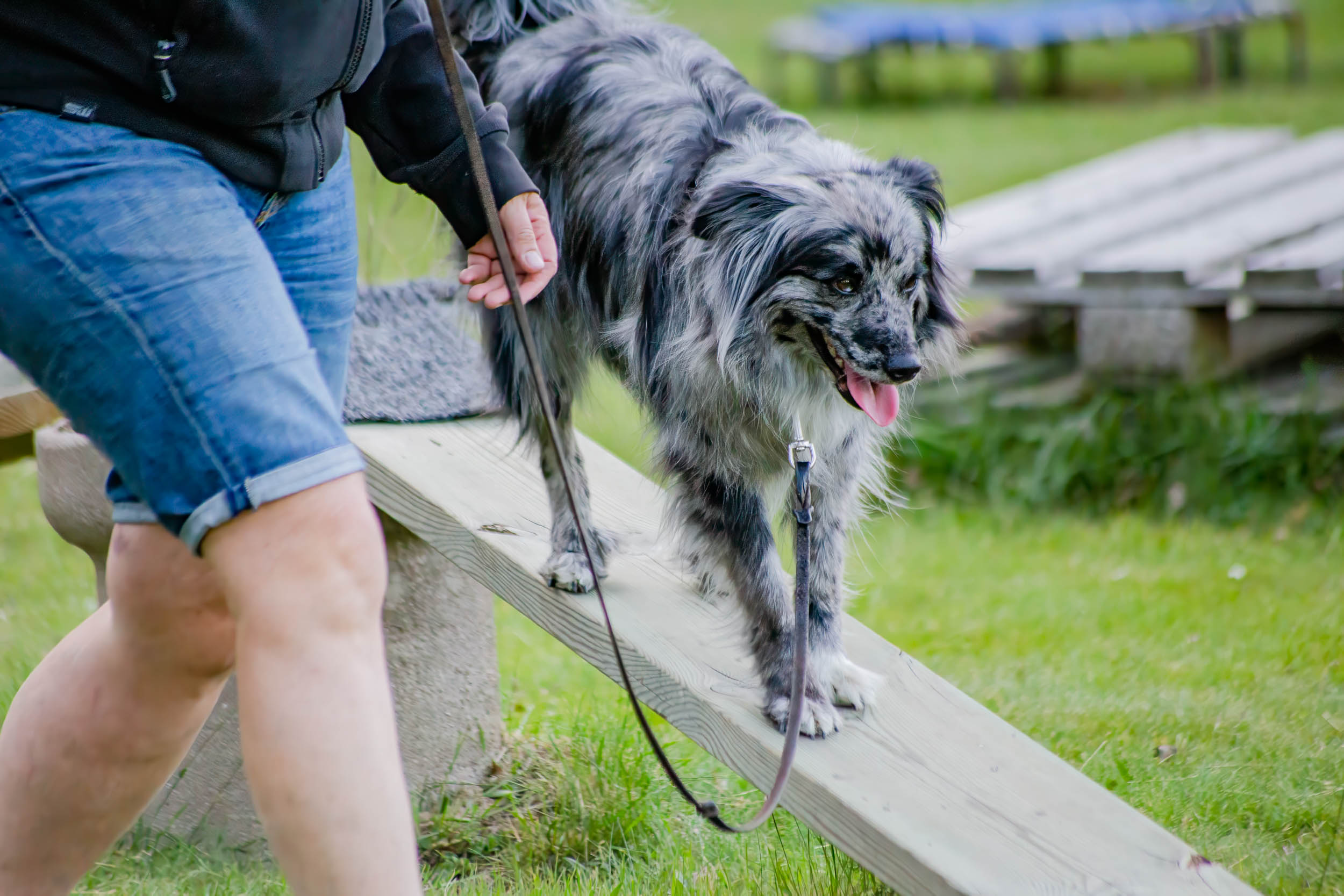 Hund går ned för balanshinder tillsammans med sin människa.