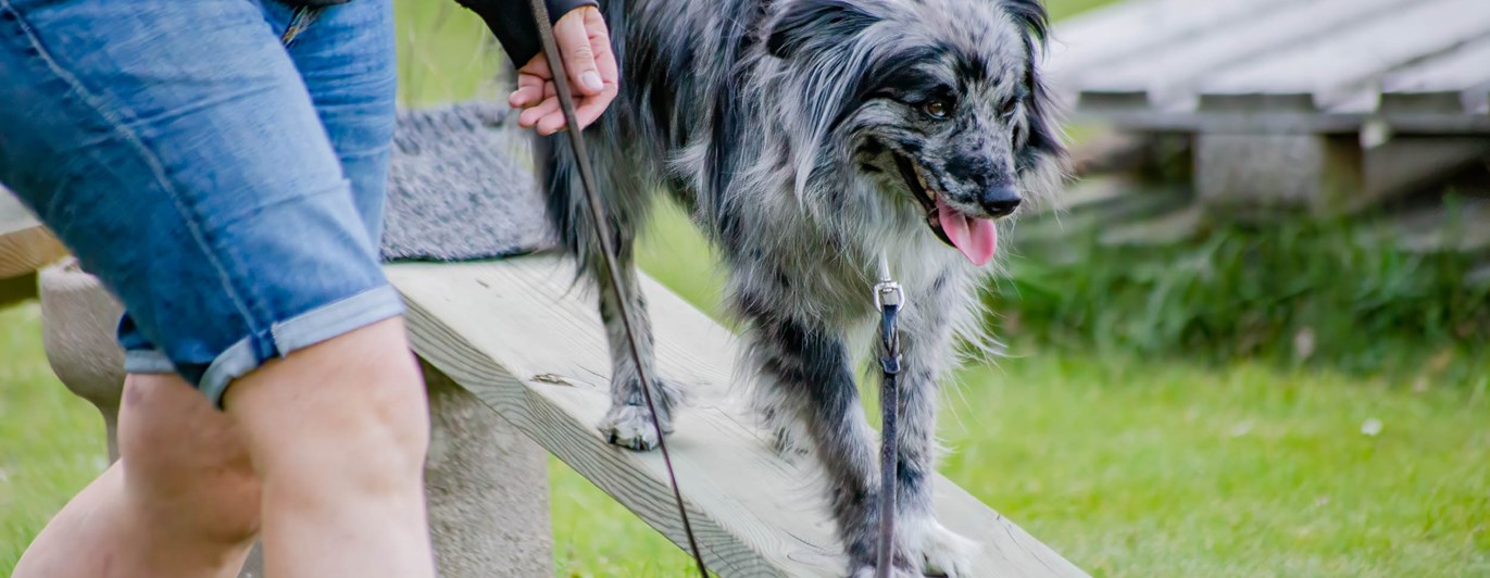 Hund går ned för balanshinder tillsammans med sin människa.
