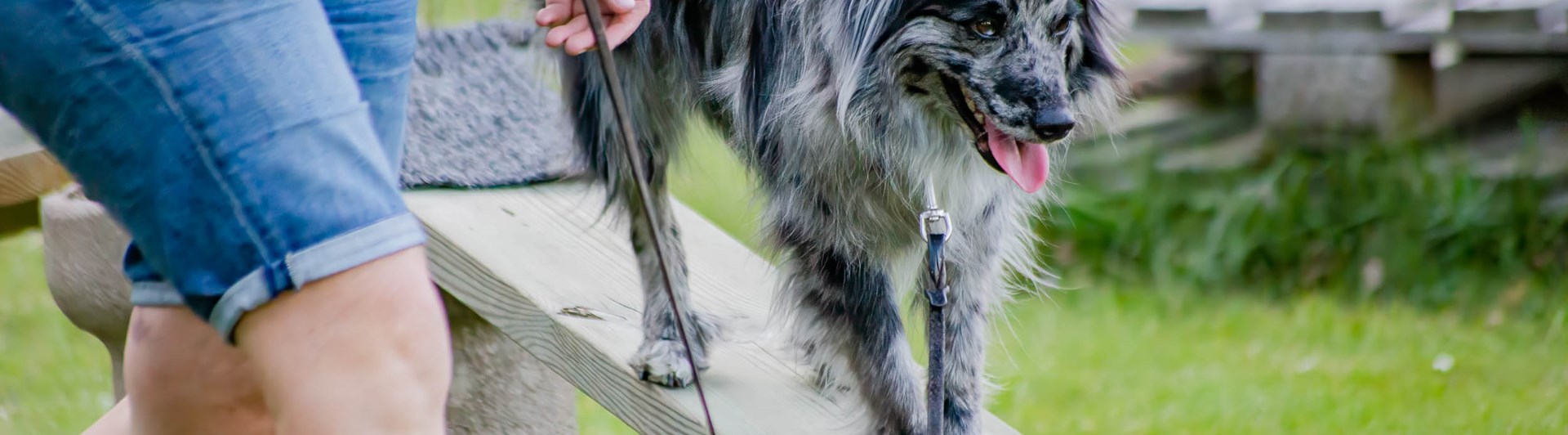 Hund går ned för balanshinder tillsammans med sin människa.