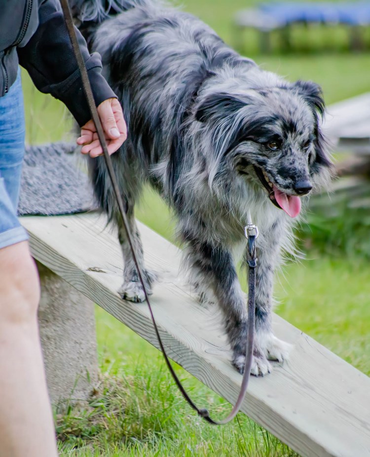 Hund går ned för balanshinder tillsammans med sin människa.