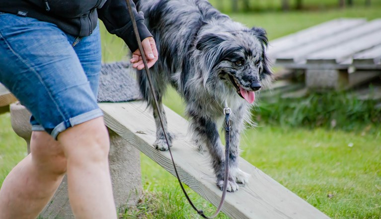 Hund går ned för balanshinder tillsammans med sin människa.