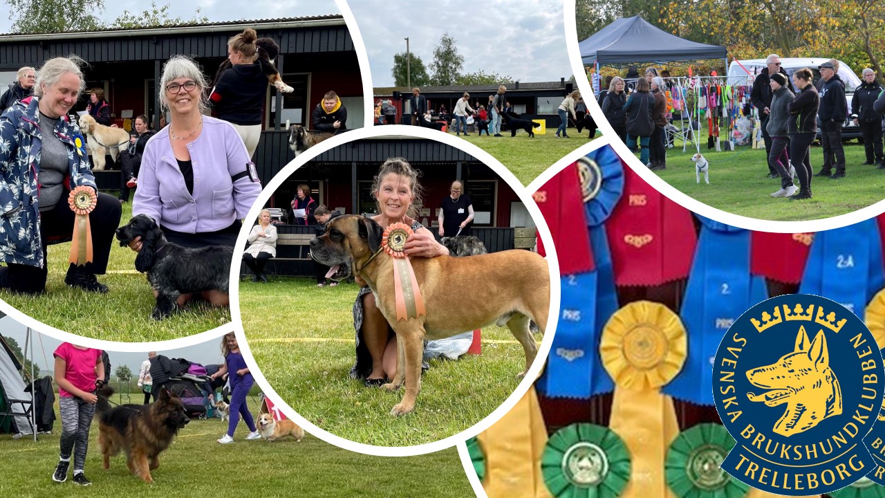 Bild från utställning