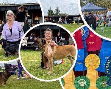 Bild från utställning