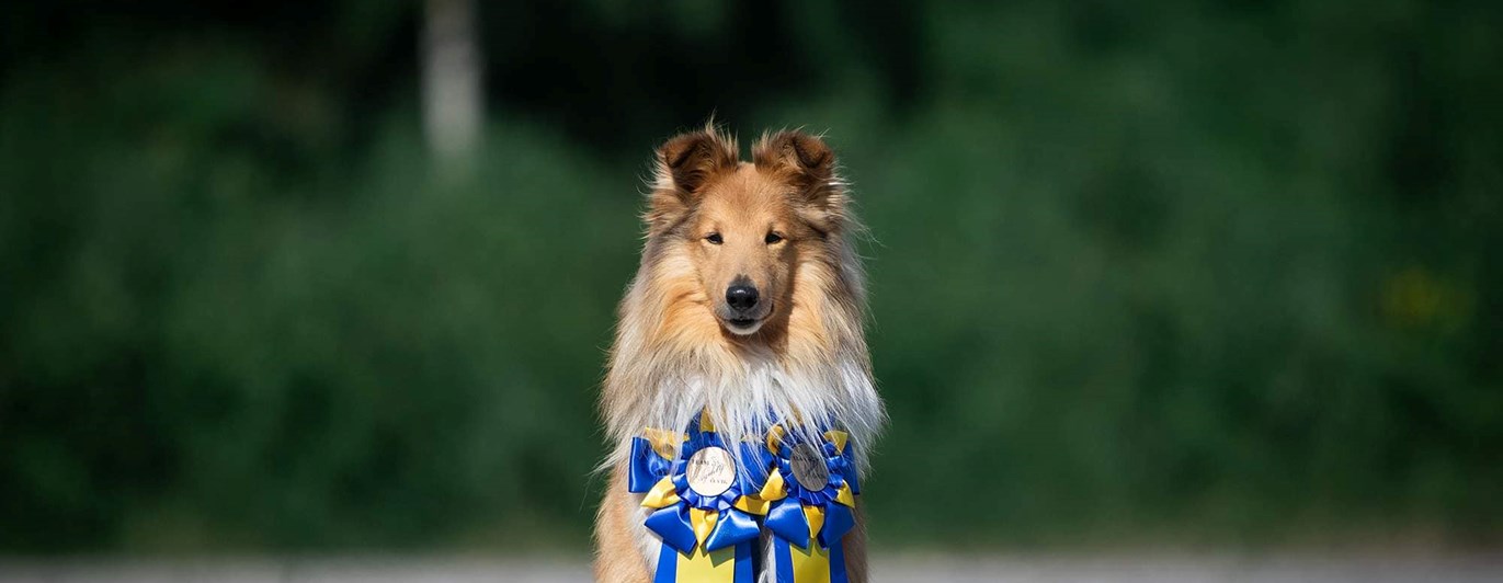 Shetland Sheepdog