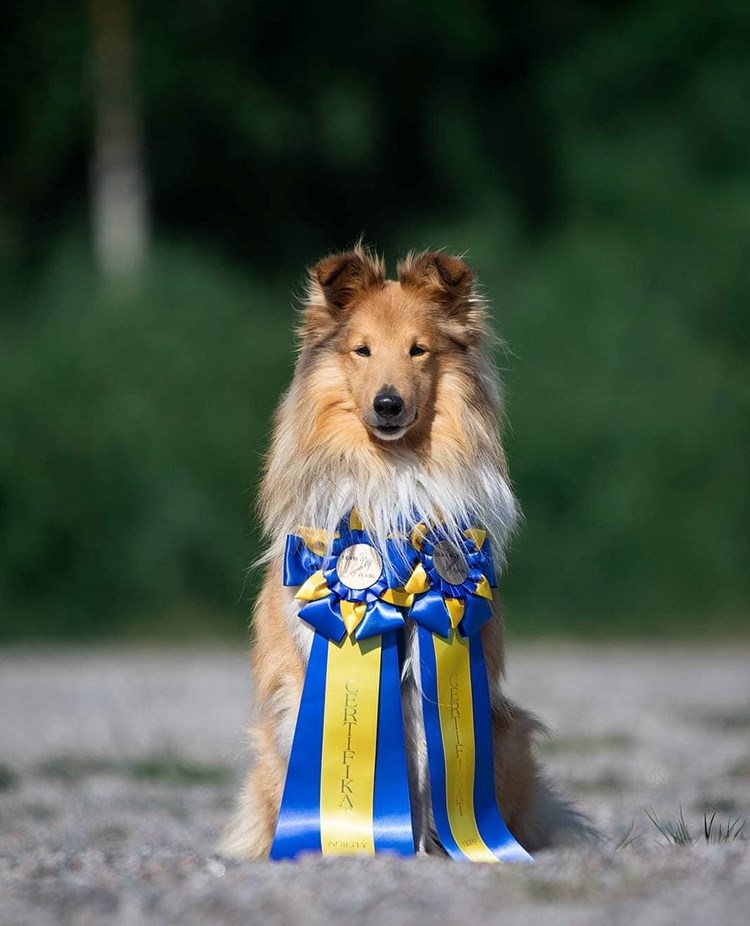 Shetland Sheepdog