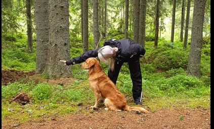 Hund i träning i skogen
