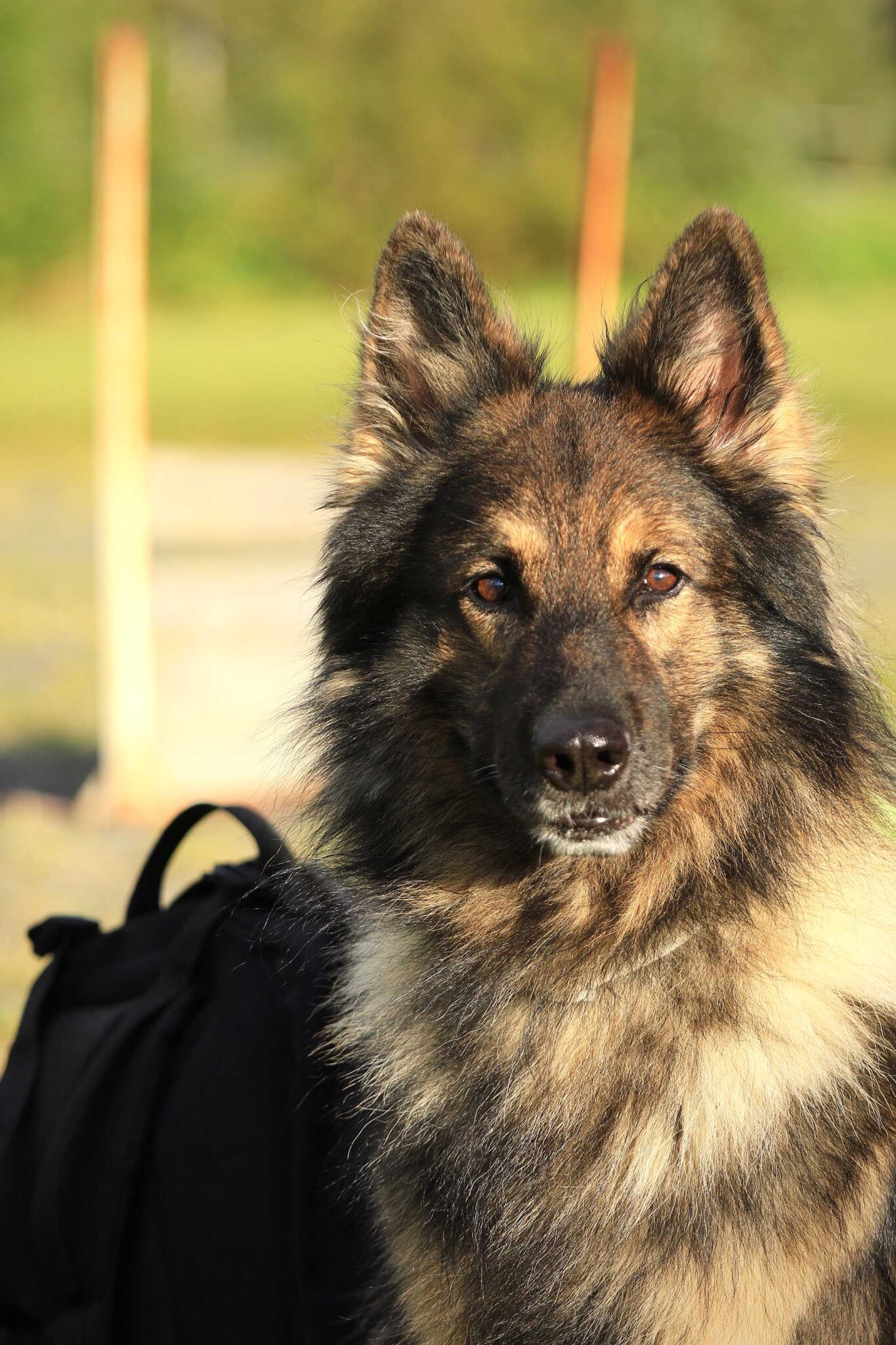 Hund som tittar in i kameran