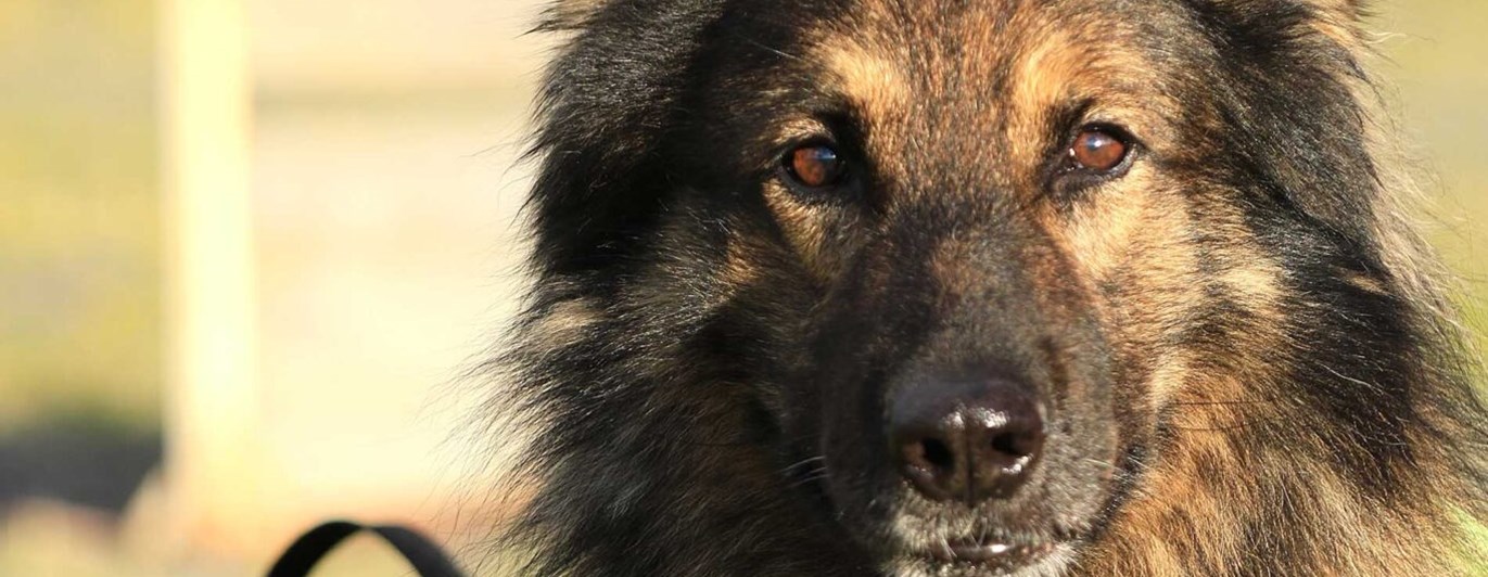 Hund som tittar in i kameran