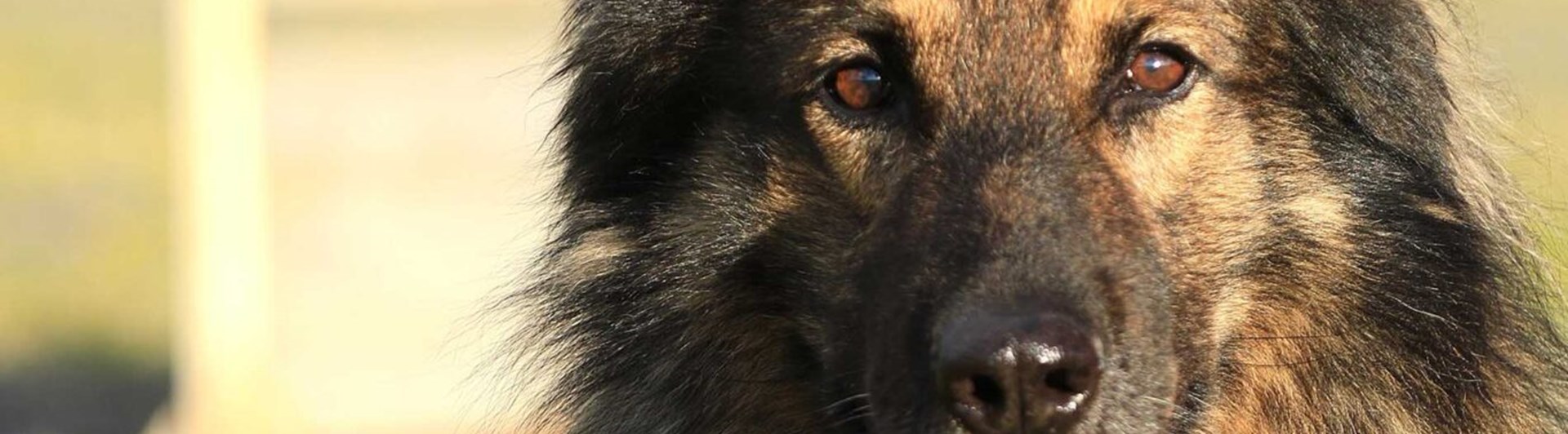 Hund som tittar in i kameran