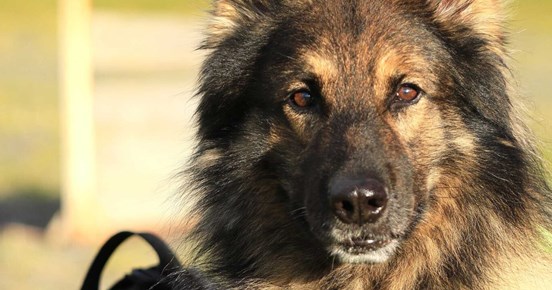 Hund som tittar in i kameran