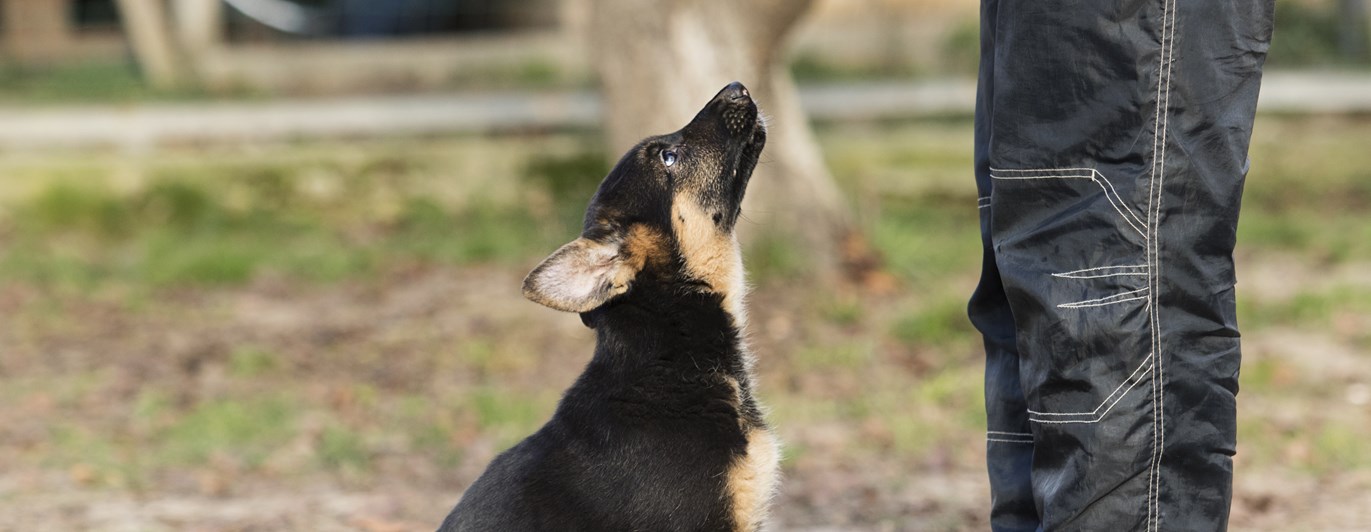 Schäfervalp sitter framför benen på sin husse