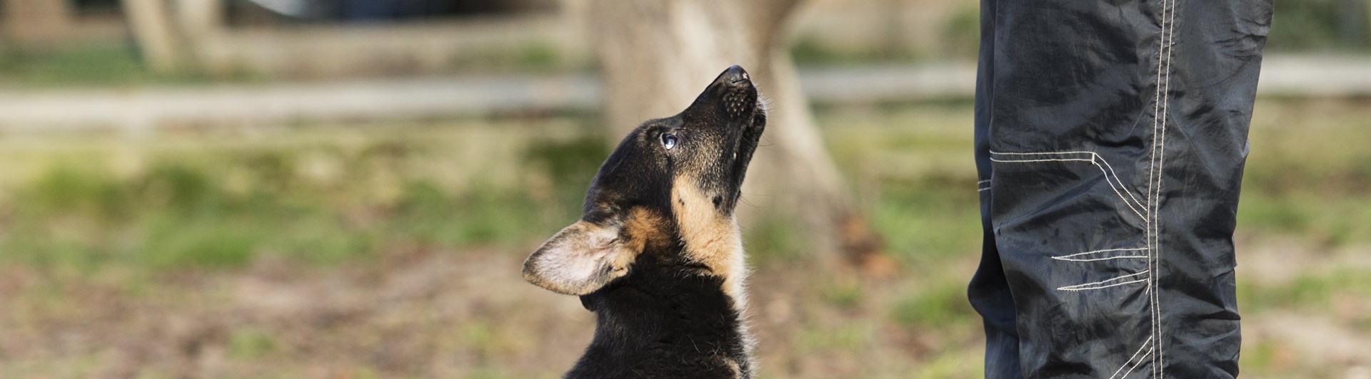 Schäfervalp sitter framför benen på sin husse