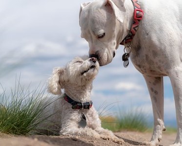 Två hundar som har nos mot nos
