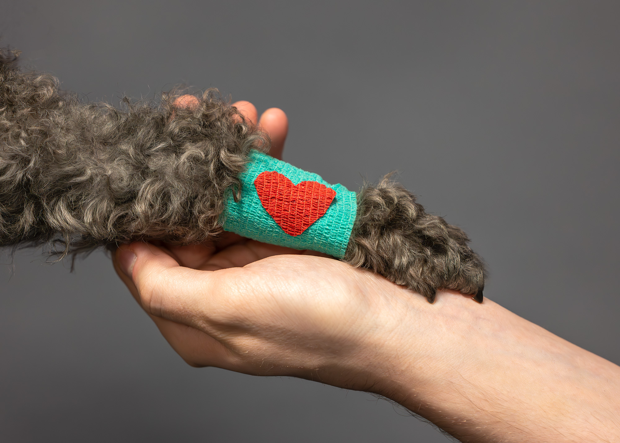 Hundtass med bandage