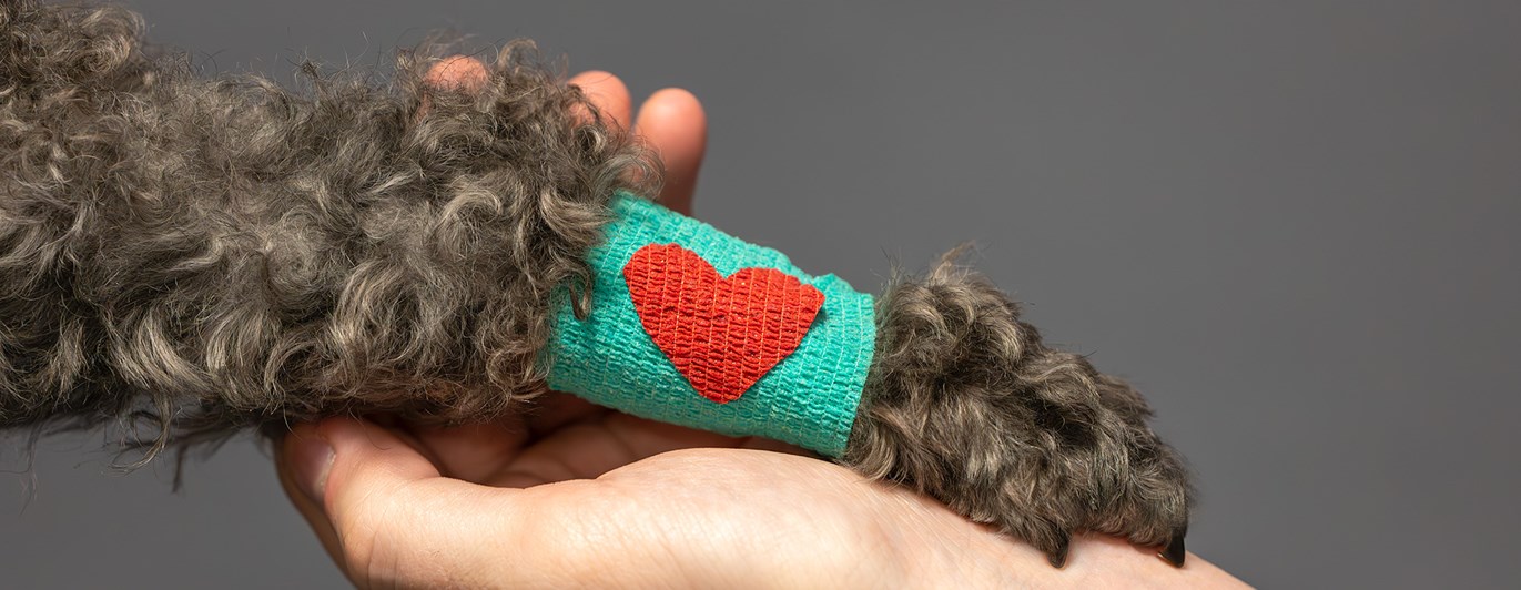 Hundtass med bandage