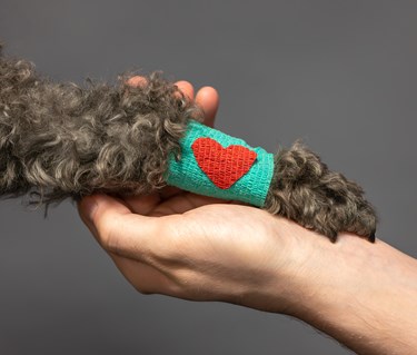 Hundtass med bandage