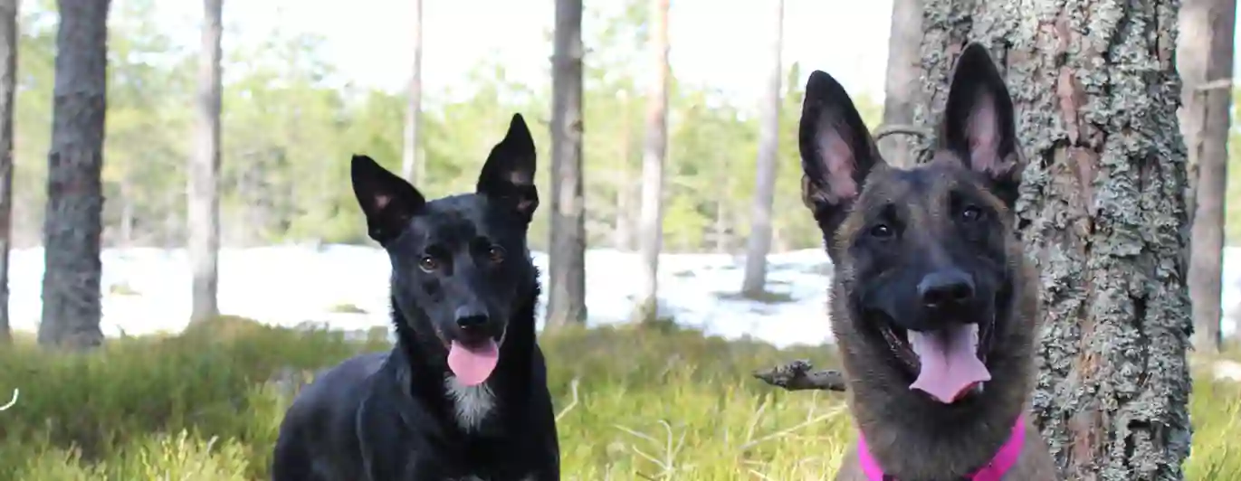 Tre hundar i skogen