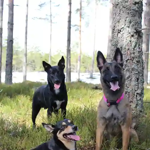 Tre hundar i skogen