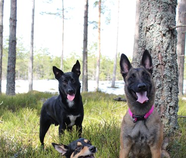 Tre hundar i skogen