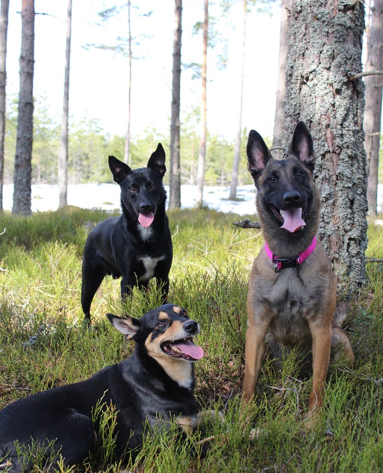 Tre hundar i skogen
