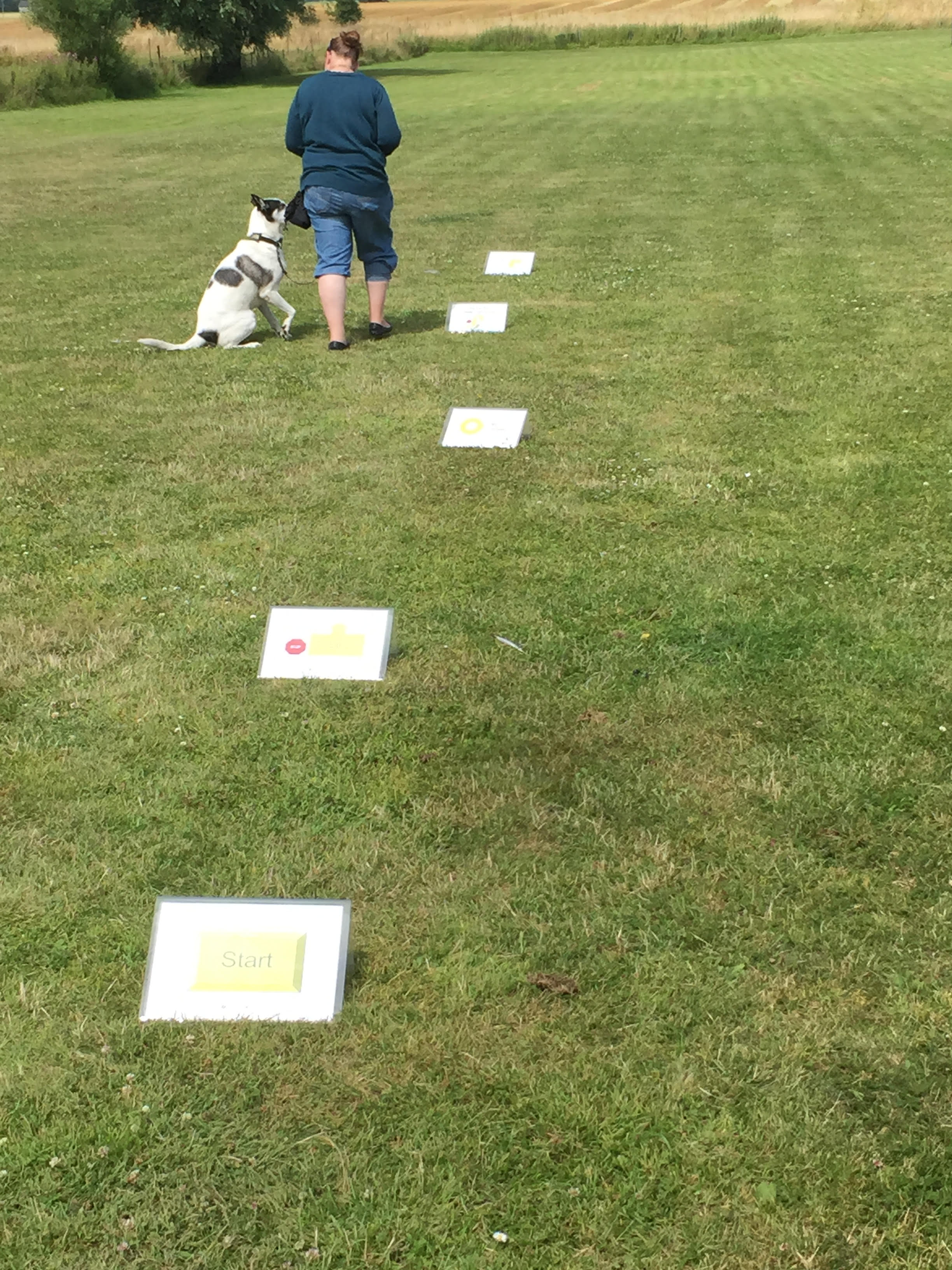 Bild från träning i rallylydnad