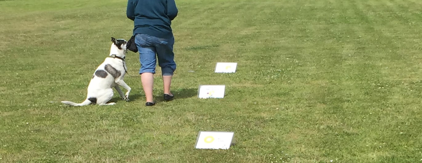 Bild från träning i rallylydnad