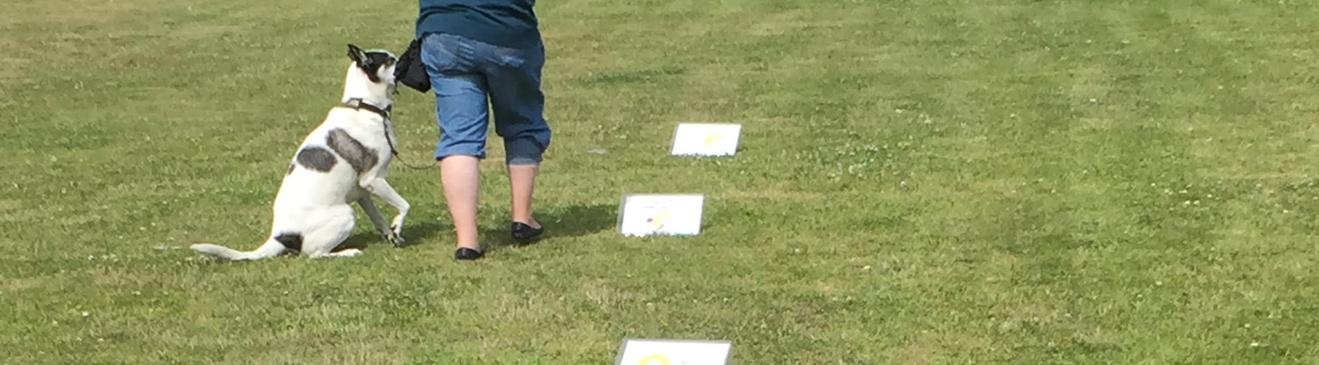 Bild från träning i rallylydnad