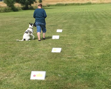 Bild från träning i rallylydnad