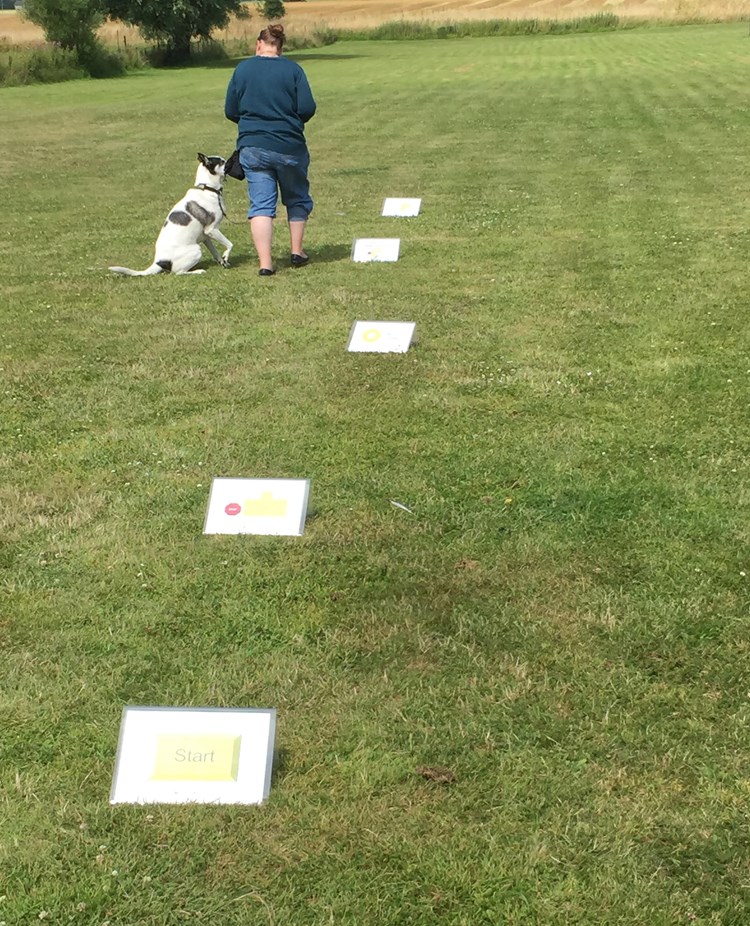 Bild från träning i rallylydnad