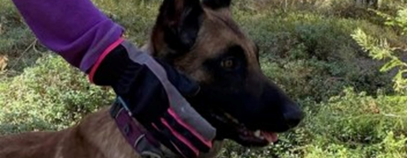 Hund som är på väg in i en sökruta