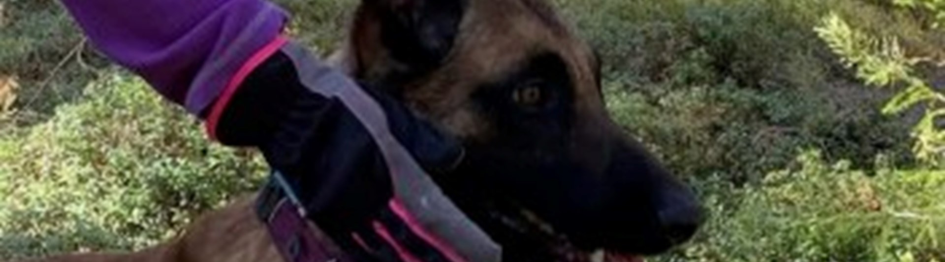 Hund som är på väg in i en sökruta