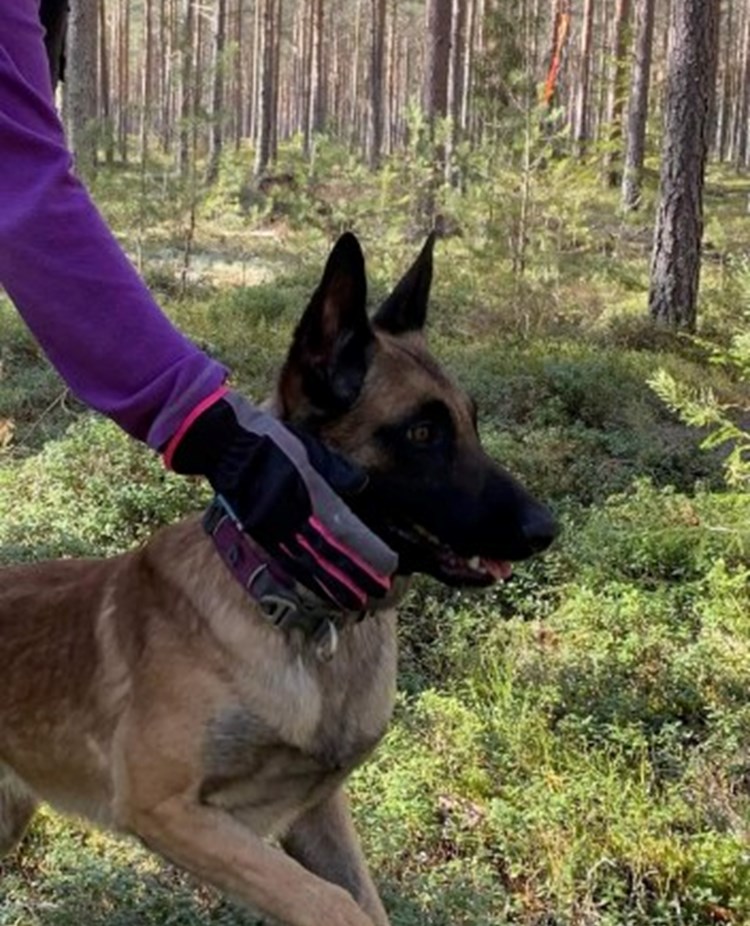 Hund som är på väg in i en sökruta