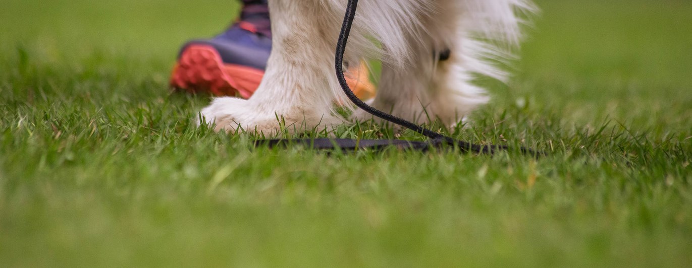 Hund och människa står på gräs
