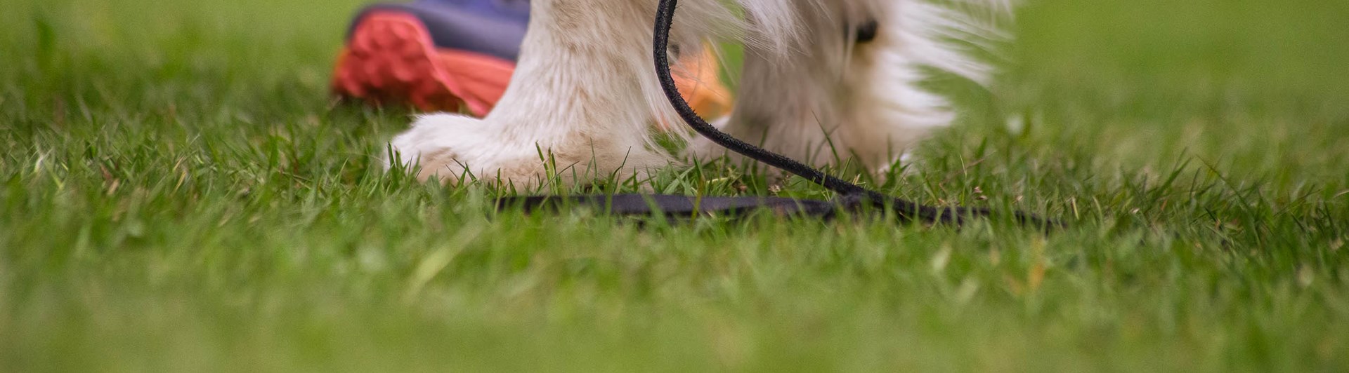 Hund och människa står på gräs