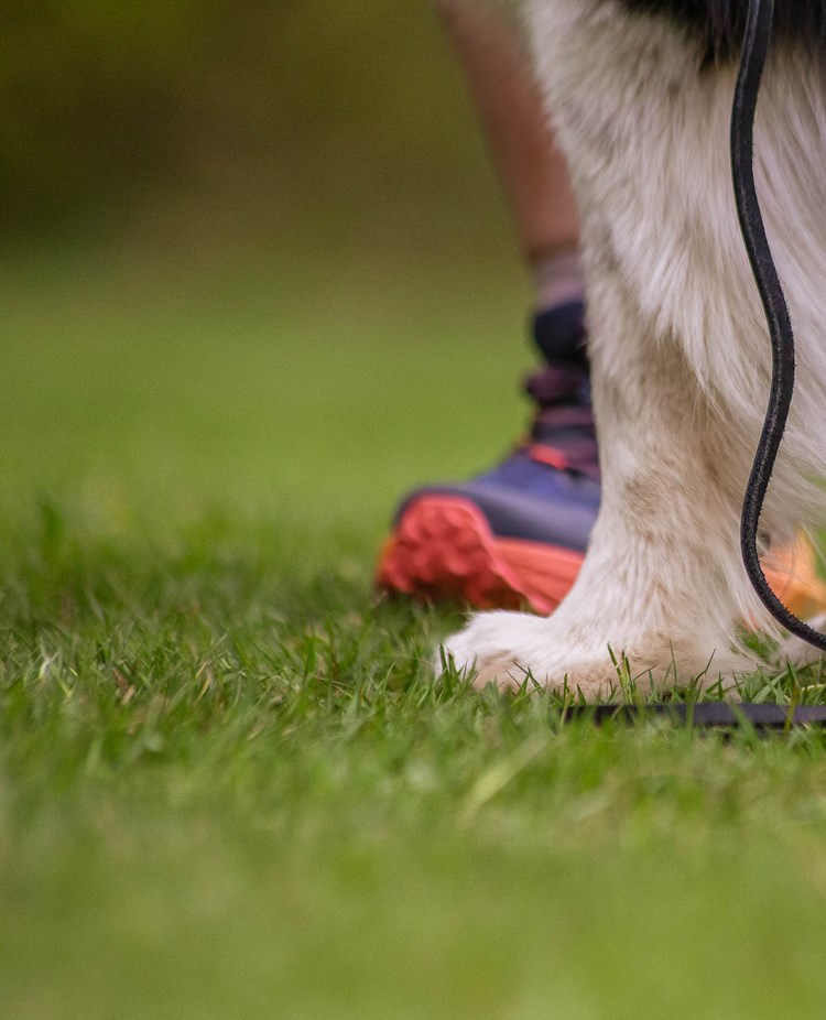 Hund och människa står på gräs
