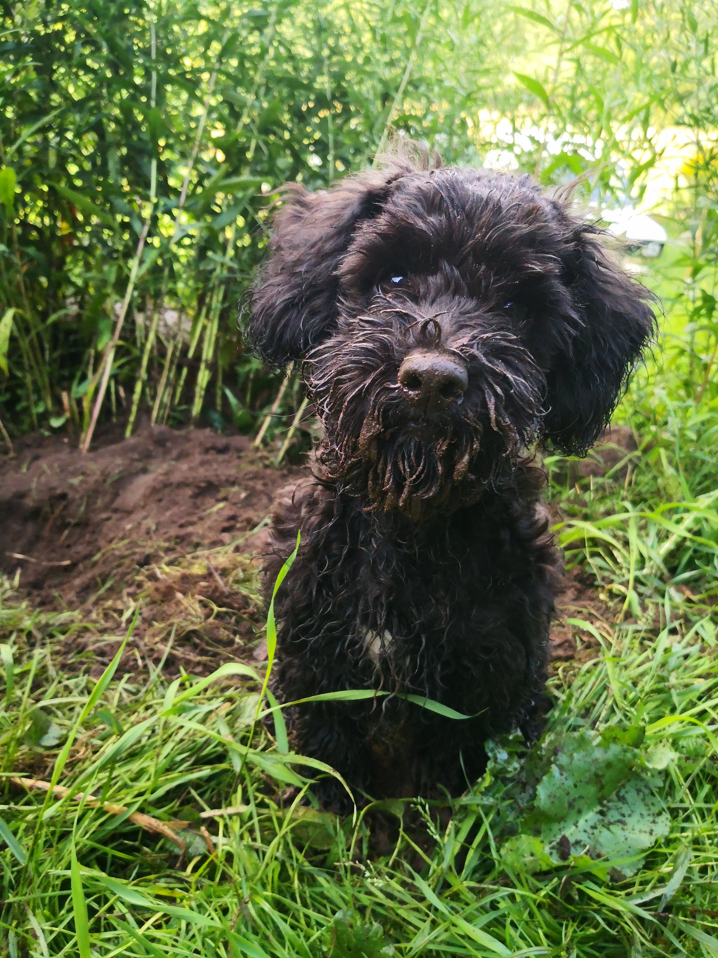 Liten svart lurvig hund i gråset som tittar upp mot kameran 