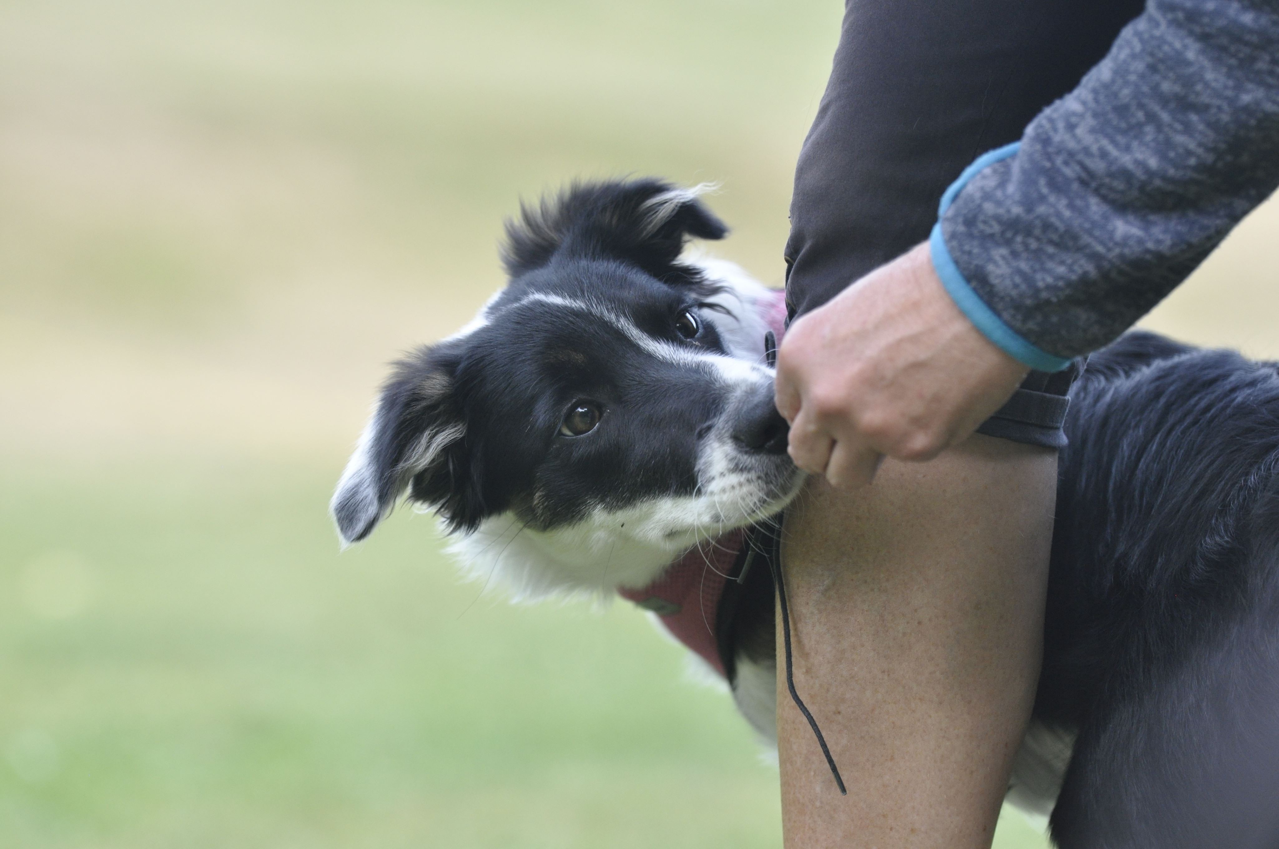 Bordercollie tar belöning ur hand.