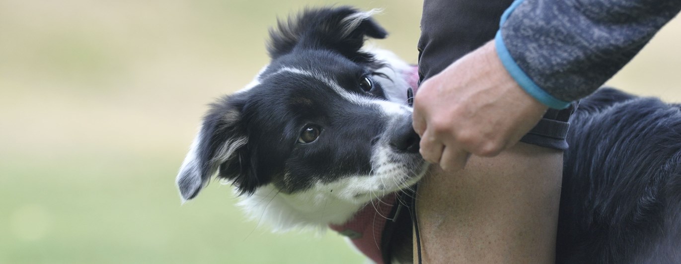 Bordercollie tar belöning ur hand.