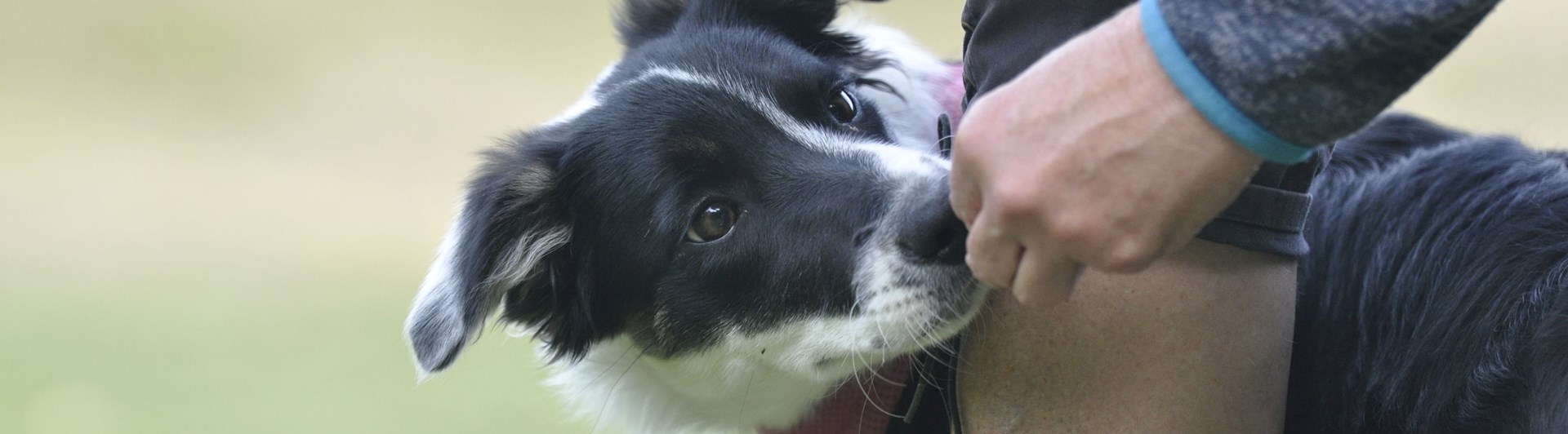 Bordercollie tar belöning ur hand.