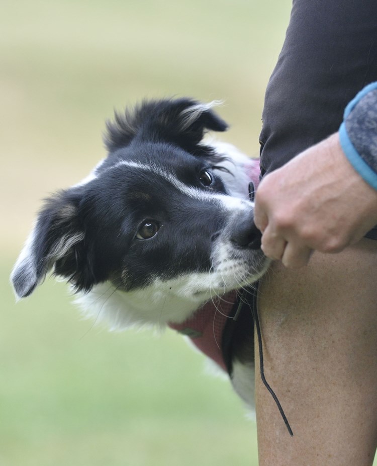 Bordercollie tar belöning ur hand.