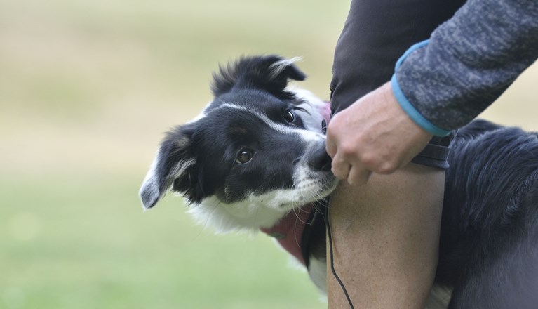 Bordercollie tar belöning ur hand.