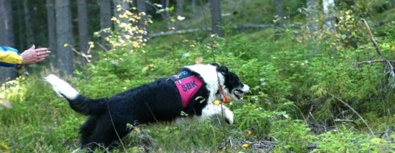 Border collie skickas ut på sök