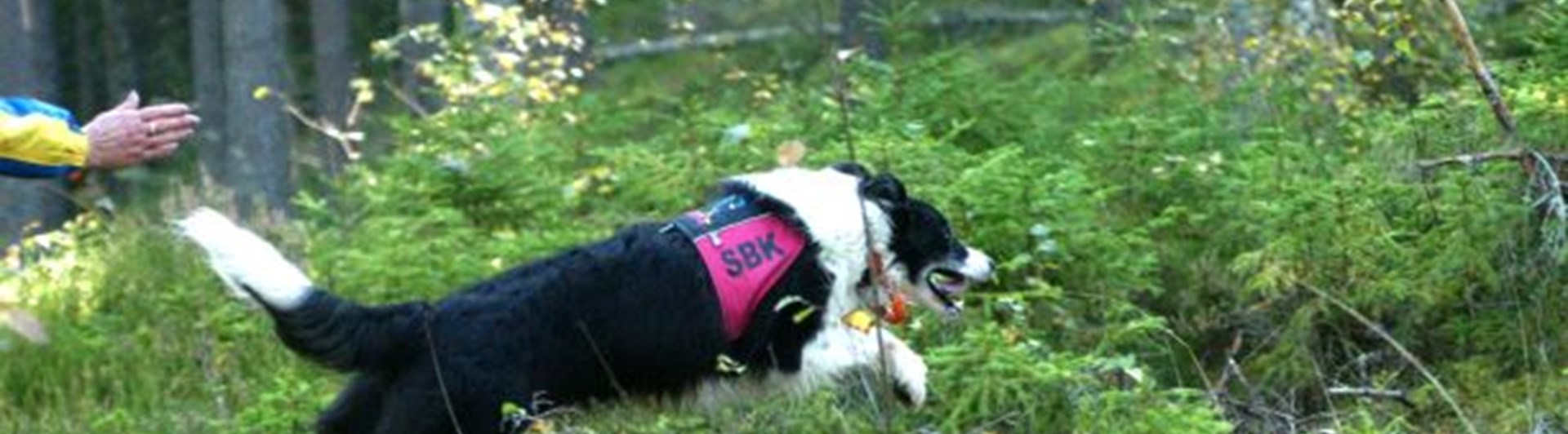 Border collie skickas ut på sök