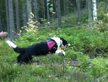 Border collie skickas ut på sök