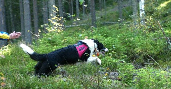 Border collie skickas ut på sök