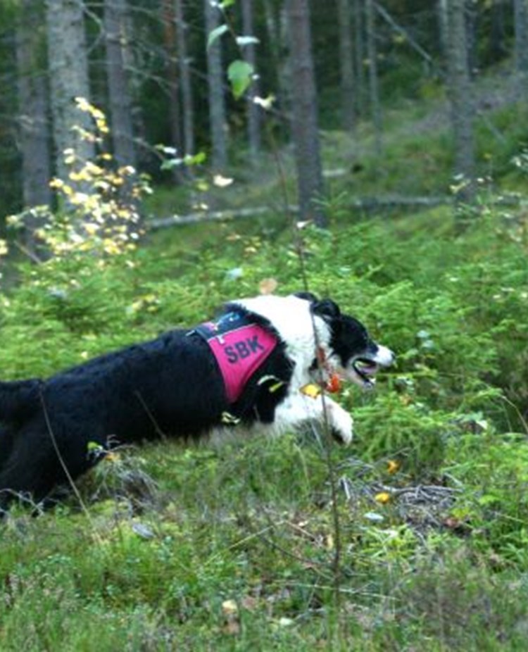 Border collie skickas ut på sök